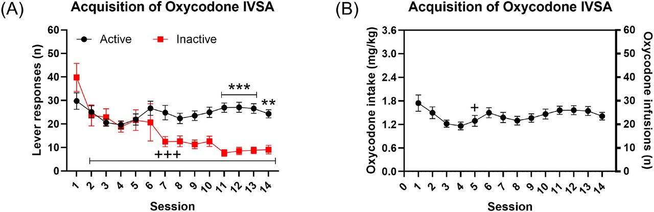 Acquisition of oxycodone self-administration in male rats.The rats were trained to respond for food pellets and then given access to oxycodone. The rats self-administered oxycodone for 14 sessions and active and inactive lever presses (A) and oxycodone intake (B) are shown. Asterisks indicate a significant difference in active lever responses and inactive lever responses during the same self-administration session. Plus sign indicate fewer left lever responses or lower oxycodone intake compared with the first self-administration session. +, P<0.05; **, P<0.01; +++, ***, P<0.001. N=21. Data are expressed as mean ± SEM.