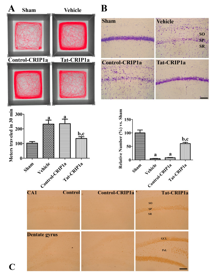 In vivo neuroprotective effects of Control-CRIP1a and Tat-CRIP1a proteins against ischemic damage in gerbils. (A) Images showing track visualization for 30 min in each groups 1 day after ischemia. (B) Cresyl violet staining in the hippocampal CA1 region of the sham, vehicle, Control-CRIP1a, and Tat-CRIP1a groups at 4 days after ischemia reperfusion. (C) Confirmation of penetrated Tat-CRIP1a into neurons in the SP, GCL and PoL in the Tat-CRIP1a group using anti-histidine antibody. A single injection of His-CRIP1a or Tat-His-CRIP1a was administered intraperitoneally to the animals, and they were sacrificed 8 h after administration. Scale bar = 100 µm. SO, stratum oriens; SP, stratum pyramidale; SR, stratum radiatum; GCL, granule cell layer; PoL, polymorphic layer. Meters moved in 30 min, described as mean values, and the number of cresyl violet-positive cells are shown as a percentage of the value of the sham group. A one-way ANOVA test was used to analyze the data followed by Bonferroni’s post-hoc test (n = 5 per group; a p < 0.05, significantly different from the control group; b p < 0.05, significantly different from the vehicle group; c p < 0.05, significantly different from the Control-CRIP1a group). Data are expressed as mean with standard deviation.
