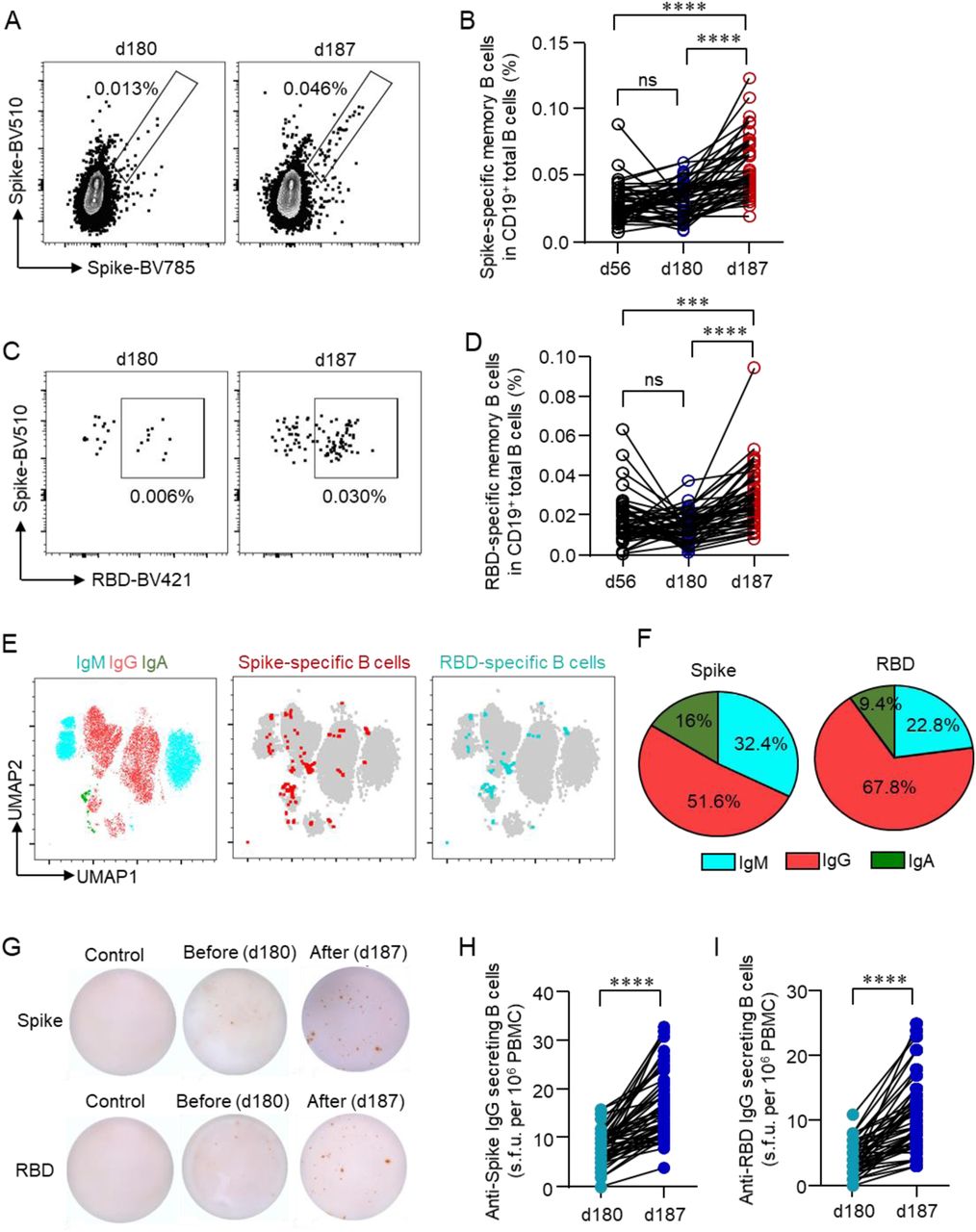 SARS-CoV-2-specific memory B cell after a third dose of inactivated vaccine.Recombinant spike or receptor binding domain (RBD) proteins were used to label SARS-CoV-2-specific BCRs. Data were acquired by flow cytometry. (A, C) Representative FACS plots for spike- or RBD-specific BCR were shown. (B, D) Longitudinal changes of spike- or RBD-specific memory B cells were summarized. (E) IgG+, IgA+ and IgM+ B cells were measured by flow cytometry. UMAP plot demonstrated the distribution of spike- and RBD-specific memory B cells in IgG+, IgA+ and IgM+ B cells. (F) Mean percentages of each BCR subtype in spike- and RBD-specific B cells were summarized. (G) Spike- or RBD-specific IgG-secreting B cells were measured by ELISpot after incubating PBMCs in spike- or RBD-coated plates for 18 h. Representative ELISpot images were shown. (H, I) Numbers of Spike- or RBD-specific IgG-secreting B cells per 106 PBMCs were summarized. Comparisons were done by one-way ANOVA corrected for multiple comparison in panels B, D and Student’s paired-T test in panels H and I. ***p<0.001, ****p<0.0001; ns, not significant.