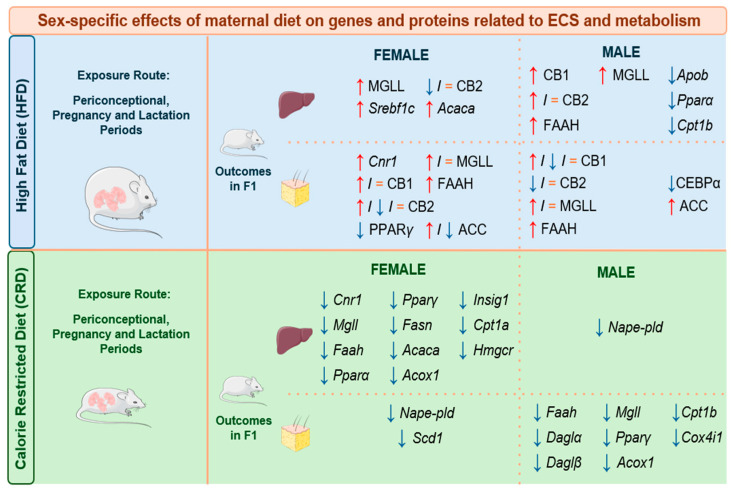 A summary of the sex-specific effects of a high-fat diet and calorie-restricted diet on gene expression and protein levels related to the ECS and metabolism in F1 mice. Dams were treated before pregnancy, during pregnancy and/or lactation. Cases when a treatment induced a significantly increased response are marked with a red “↑”; a significantly decreased response is marked with a blue “↓”; and no change is marked with a “=”. Cases with contradictory results found between studies are marked as “↑/=”, “↓/=”, or “↑/↓/=”. Readouts extracted from the bibliography are written in capital letters for protein levels, and in italics for gene expression [101,146,147,148,149]. Abbreviations: CB1/Cnr1: cannabinoid receptor 1; CB2: cannabinoid receptor 2; MGLL/Mgll: monoacylglycerol lipase; FAAH/Faah: fatty acid amide hydrolase 1; Nape-pld: N-acyl-phosphatidylethanolamine-hydrolysing phospholipase D; Srebf1c: sterol regulatory element binding factor-1c; Acaca: acetyl-coA carboxylase alpha; Acox1: acyl-CoA oxidase 1; Apob: apolipoprotein B; Hmgcr: 3-hydroxy-3-methylglutaryl-coenzyme A reductase; Ppar: peroxisome proliferator-activated receptor; Cpt1: carnitine palmitoyltransferase 1; Scd1: stearoyl-CoA desaturase; Cox4i1: cytochrome c oxidase subunit 4 isoform 1; ACC: acetyl coenzyme A carboxylase; CEBPα: CCAAT/enhancer binding protein α.