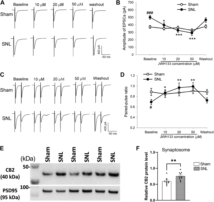CB2 stimulation preferentially inhibits glutamatergic input from primary afferents to spinal dorsal horn neurons increased by nerve injury.A and B, representative recording traces (A) and mean data (B) show the effect of bath application of 10, 20, and 50 μM JWH-133 on the amplitude of EPSCs of dorsal horn neurons evoked monosynaptically from dorsal root stimulation in four sham (n = 12 neurons) or five SNL (n = 13 neurons) rats 2 to 3 weeks after surgery. C and D, original recording traces (C) and mean data (D) show the effect of bath application of 10 to 50 μM JWH-133 on the paired-pulse ratio of dorsal horn neurons in four sham (n = 11 neurons) or five SNL (n = 13 neurons) rats 2 to 3 weeks after surgery. Data are shown as means ± SEM. In (B), two-way ANOVA showed that there was a significant main effect for drug treatment (F(4,48) = 19.04, p < 0.001) and a significant interaction between SNL and sham conditions (F(12,48) = 6.27, p < 0.001). In (D), two-way ANOVA showed that there was a significant main effect for drug treatment (F(4,48) = 6.65, p < 0.001) and a significant interaction between SNL and sham conditions (F(12,48) = 5.56, p < 0.001). #p < 0.05, ###p < 0.001, compared with the baseline in sham rats. ∗p < 0.05, ∗∗p < 0.01, ∗∗∗p < 0.001, compared with the baseline in SNL rats (two-way ANOVA followed by the Dunnett’s post hoc test). E and F, representative blotting images (E) and quantification (F) of the CB2 protein level in dorsal spinal cord synaptosomes in SNL and sham control rats 21 days after surgery (n = 10 rats per group). Data are shown as mean ± SEM. PSD95, a synaptic protein, was used as a loading control. ∗∗p < 0.01 (Two-tailed Student’s t test). CB2, Type-2 cannabinoid receptors; EPSCs, excitatory postsynaptic currents; SNL, spinal nerve ligation.