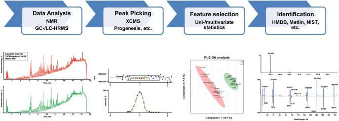 Schematic of a typical untargeted metabolomics workflow including data analysis, feature detection (peak picking), statistical evaluation and compound identification.