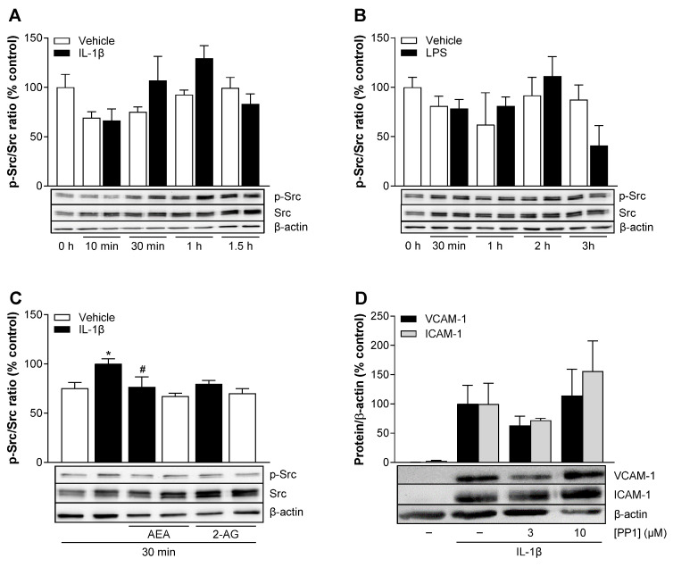 Time course of IL-1β- (A) or LPS (B)-induced Src phosphorylation in HCAEC. Cells were incubated in the presence or absence of 10 ng/mL IL-1β or 1 µg/mL LPS or vehicle. After stimulation, protein samples were collected at the indicated times. Western blot analysis was performed for Src and its phosphorylated form (p-Src). (C) Influence of AEA or 2-AG on basal and IL-1β-induced Src phosphorylation. Here, cells were incubated with 10 µM AEA or 10 µM 2-AG or a vehicle and 10 ng/mL IL-1β or a vehicle for 30 min. (D) Effect of PP1 (Src inhibitor) on IL-1β-induced VCAM-1 and ICAM-1 protein expression in HCAEC. Cells were preincubated with 3 µM or 10 µM PP1 or vehicle for 1 h and then coincubated with 10 ng/mL IL-1β or vehicle for 24 h. Protein expression was determined by Western blot analysis and normalized to β-actin as equal loading control. Cells treated with vehicle (A,B) or IL-1β (C,D) alone served as control (set as 100%). Data are shown as means ± SEM of n = 3 (A,B,D) or n = 5 (C) independent experiments. Statistical significance between time-matched groups was excluded using Student’s unpaired two-tailed t test (A,B). * p ≤ 0.05 vs. vehicle control; # p ≤ 0.05 vs. IL-1β control group; one-way ANOVA plus Bonferroni post hoc test (C,D).