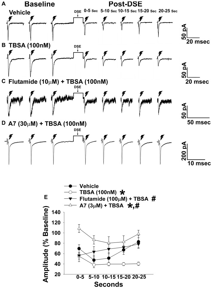The membrane-impermeant form of testosterone rapidly intensifies endocannabinoid (EC)-mediated reduction in eEPSC amplitude, which is blocked by a classical androgen receptor antagonist, as well as via inhibition of calcium/calmodulin-dependent protein kinase. Current membrane traces showing the decrease in eEPSC amplitude caused by postsynaptic depolarization seen in slices treated with either vehicle (A; n = 6) or testosterone 4-androsten-17 μ;-ol-3-one-3 carboxymethyloxime bovine serum albumin (TBSA; 100 nM; B; n = 8). Bath application of flutamide (10 μM) attenuated the rapid potentiating effects of TBSA (100 nM; C; n = 5) on the reduction in eEPSC amplitude, as did the calcium/calmodulin antagonist A7 administered via the internal solution (30 μM; D; n = 5). The composite line graph (E) shows the enhanced retrograde inhibition caused by TBSA. *P < 0.05 relative to vehicle treated slices; rank-transformed multifactorial ANOVA/LSD. #P < 0.05 relative to slices treated with TBSA alone; rank-transformed multifactorial ANOVA/LSD.