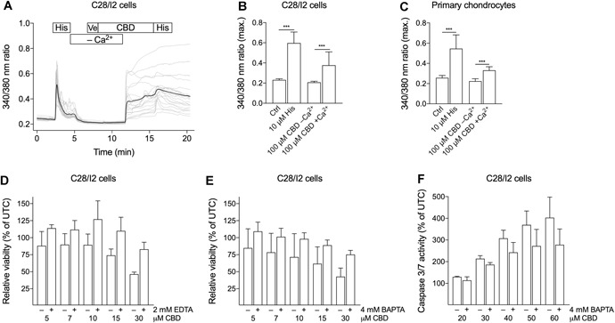 Absence of extracellular Ca2+ abolishes the cannabidiol (CBD)‐induced [Ca2+]i elevation and improves cell viability after CBD treatment. Time‐lapse fluorescence imaging of cytosolic Ca2+ of C28/I2 and primary chondrocytes with CBD treatment with and without extracellular Ca2+ (A–C) and relative viability and caspase 3/7 activity tested in C28/I2 cells with and without Ca2+ chelating compounds (D–F). (A) Time course of a single [Ca2+]i measurement. C28/I2 cells were perfused with 10 µM histamine (His) as positive control, subsequently vehicle and CBD without Ca2+ were applied, followed by CBD and histamine in the presence of Ca2+. (B, C) Mean ± standard deviation (SD) of maxima of 340/380 ratios of C28/I2 cells (B; four independent experiments; 83 single cells) and primary chondrocytes (C; two independent experiments; 55 single cells) treated with 100 µM CBD in the absence or presence of extracellular Ca2+. (D, E) Relative cell viability of C28/I2 cells treated with rising concentrations of CBD with or without 2 mM ethylenediaminetetraacetic acid (EDTA) (d) or 4 mM 1,2‐bis(o‐aminophenoxy)ethane‐N,N,N′,N′‐tetraacetic acid (BAPTA) (E). (F) Relative caspase 3/7 activity in C28/I2 cells treated with rising concentrations of CBD in the absence or presence of 4 mM BAPTA. (D–F) Means ± SD of three independent experiments.