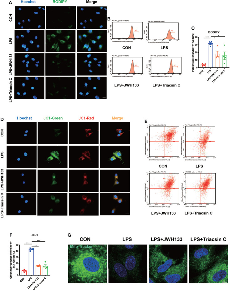 (A) U87 cells incubated with 1 μM of JWH133 or 1 μM of Triacsin C for 1 h and stimulated with 100 ng/mL of LPS for 6 h, collected for fluorescence photography (Scale bar= 20 μm) and cell flow analysis. (B) Statistical data in (C) (means±SEM, for 4 independent experiments). (D) JC1-green fluorescence and JC1-red fluorescence measured by flow cytometry in each group (scale bar=20 μm). (E) Flow cytometric analyses of the mitochondrial function by JC-1 assay and green fluorescence intensity of JC1-green. (F) Flow cytometry of the green fluorescence intensity of JC1-green (means±SEM, for 4 independent experiments). (G) After cell treatment, cells were incubated with Mitochondrial Tracker Green for 30 minutes at 37°C, and images were captured under confocal microscope (scale bar=50μm). NS means not significant, * P < 0.05, ** P < 0.01, *** P < 0.001 compared with the corresponding group, as determined by ANOVA.