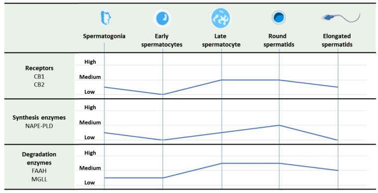 Levels of expression of receptors and synthesis and degradation enzymes of endocannabinoid system throughout the spermatogenesis. Abbreviations used: CB1: cannabinoid receptor type 1; CB2: cannabinoid receptor type 2; FAAH: fatty acid amide hydrolase; MGLL: monoacylglycerol lipase; NAPE-PLD: N-acyl phosphatidylethanolamine-specific phospholipase D.