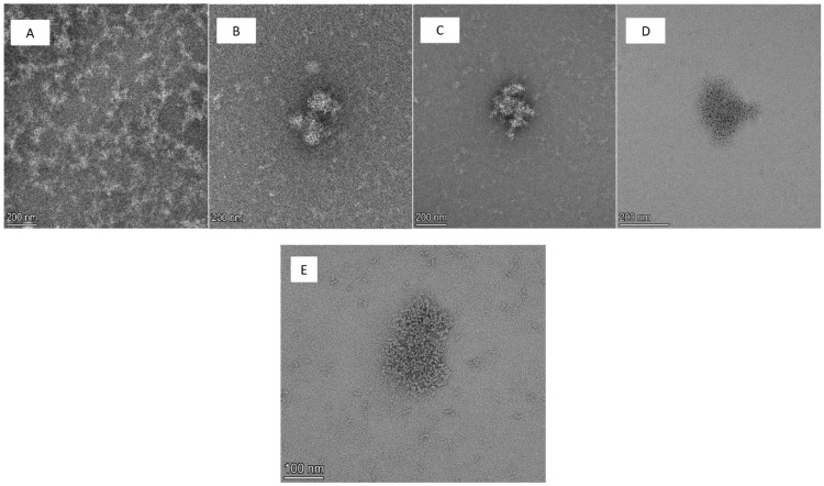 TEM images of CBD-loaded starch nanoparticles, non-crosslinked (A), and crosslinked with 5% DV (B), 10% DV (C), 15% DV (D) at ×45,000 magnification. Starch nanoparticles crosslinked with 10% DV (E) are also shown at ×92,000 magnification, demonstrating a cluster composed of smaller nanoparticles.