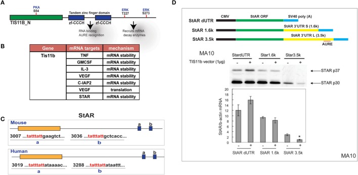 Selective targeting of extended StAR 3′UTR by transfected TIS11b/Znf36l1. (A) The structure of TIS11b/Znf36li with RNA binding Zn-finger domains and kinase sites. (B) Other genes exhibiting RNA target sites (TATTTATT) (51). (C) Tis11b targeted sequences are conserved in mouse and human StAR 3′UTRs, specifically the terminal cleavage/polyadenylation site. (D) The impact of TIS11b on StAR mRNA and protein expression according to terms of the 3′UTR length: CMV–StAR vectors; StAR protein expression (immunoblot) and mRNA (q-PCR relative to actin) with and without Tis11b transfection (34).