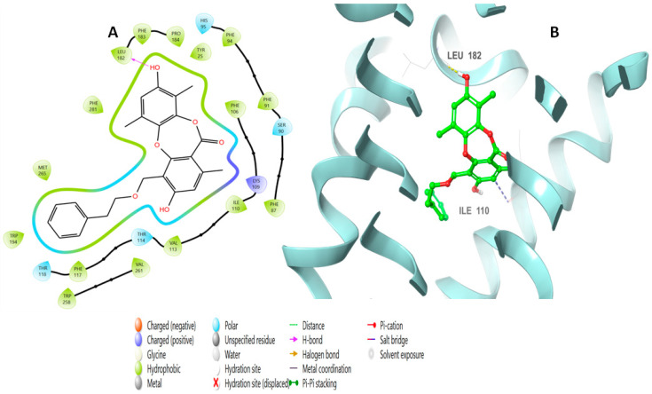 Putative binding mode of simplicildone J (10) at the binding site of CB2 receptor (PDB-ID: 6KPF). Simplicildone J (10) is displayed as green sticks. H bonds are displayed as yellow dotted lines, and ionic bonds as blue dotted lines. (A) Two-dimensional view; (B) three-dimensional view of CB2 complexed with simplicildone J (10).