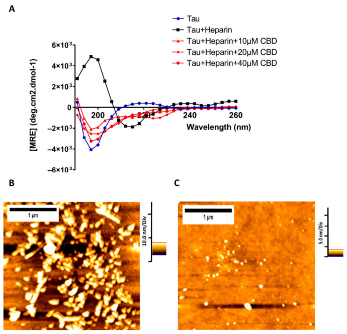 CBD is capable of reducing tau protein polymerization. (A) Far-UV CD spectra of 20 µM heparin-induced tau protein in the absence and presence of three concentrations of CBD (10, 20, and 40 µM) to monitor the changes in the secondary structures of tau aggregation after 72 h. Three independent experiments (n = 3) were performed to record the spectra. (B) AFM image of heparin-induced tau protein. (C) AFM image of heparin-induced tau protein in the presence of 40 µM CBD.