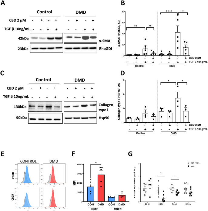 Effect of CBD on profibrotic activation and endocannabinoid signaling in hiPSC-cFib.(A–B) Representative western blot and quantification of α-SMA in hiPSC-cFib from healthy controls and DMD patients treated with CBD (2 μM) in the presence of TGF-β stimulation (10 ng/mL, 24 h). Data are presented as mean ± SEM from n = 3 healthy donors and n = 3 DMD patients, with technical replicates obtained from independent hiPSC-cFib differentiation batches. Statistical differences between treatments in control and DMD groups were determined using a non-parametric one-way ANOVA. **P < 0.01, ****P < 0.0001 were considered statistically significant.(C–D) Representative western blot and quantification of collagen type I protein in hiPSC-cFib from healthy controls and DMD patients under the same treatment conditions. Data are presented as mean ± SEM from three healthy donors and three DMD patients, with technical replicates derived from independent hiPSC-cFib differentiation batches. Differences between treatment conditions in the control and DMD groups were evaluated using a non-parametric one-way ANOVA *P < 0.05 vs untreated condition.(E–F) Representative flow cytometry plots and quantification of mean fluorescence intensity (MFI) showing basal expression of endocannabinoid receptors in hiPSC-cFib from control and DMD patients. Data are presented as mean ± SEM from n = 3 healthy donors and n = 3 DMD patients, with a technical replicate of biological sample obtained from independent hiPSC-cFib differentiation batches. Statistical differences between control and DMD groups were determined using a non-parametric t-test. *P < 0.05 versus healthy donors group.(G) mRNA levels of key endocannabinoid receptors (CB1R, CB2R) and metabolic enzymes (FAAH, MAGL) in hiPSC-cFib from control and DMD patients. Data are presented as mean ± SEM from n = 3 healthy donors and n = 3 DMD patients, with technical replicates generated from independent hiPSC-cFib differentiation batches. Statistical differences between control and DMD groups were determined using a non-parametric t-test. *P < 0.05 versus healthy donors group.