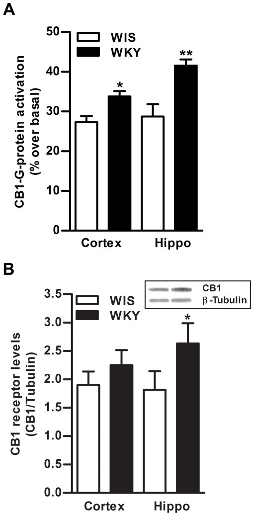 Basal differences in CB1 receptor in the brain of WKY rats.The CB1 receptor agonist-stimulated [35S]GTPγS binding was significantly higher in frontal cortex (24%, p<0.05) and hippocampus (44%, p<0.01) of WKY rats compared to WIS rats (A). Data is presented as percentage of stimulation over basal binding. Western blot analysis revealed significantly higher levels of CB1 receptors in hippocampus (45%, p<0.05), while they were found to be slightly higher in frontal cortex of WKY rats (18%, B). Hippo; Hippocampus.