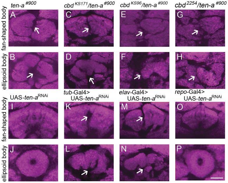 ten-a deficiency line ten-a#900 and down-regulated ten-a expression by RNAi caused FB and EB defects.(A, B) ten-a#900 showed a FB and EB defect. (C–H) cbd KS171, cbd 2254 and cbd KS96 could not complement the FB and EB defect of ten-a#900. (I–L) Both the FB and the EB were destroyed when ten-a was down-regulated by driving expression of UAS-ten-a RNAi with tub-Gal4. (M–N) Both the FB and the EB were destroyed when ten-a was down-regulated by driving expression of UAS-ten-a RNAi with pan-neuronal elav-Gal4. (O–P) Both the FB and the EB were normal when ten-a was down-regulated by driving expression of UAS-ten-a RNAi with pan-glial repo-Gal4. Scale bar, 25 µm. Arrows indicate the central complex defect.
