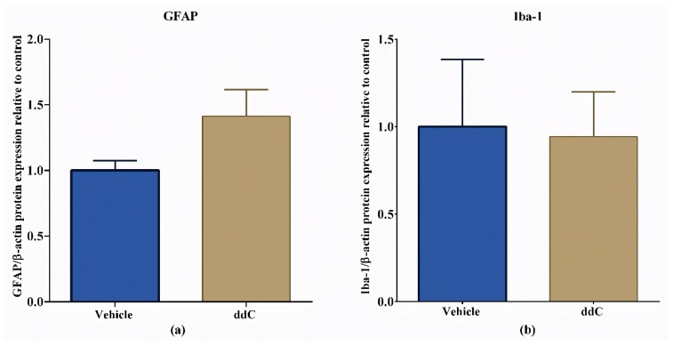 Effect of treatment with 2′-3′-dideoxycytidine (ddC) on protein expression of ionized calcium binding adaptor molecule 1 (Iba-1) and glial fibrillary acidic protein (GFAP) in the brains of female BALB/c mice at day 7 post-first-injection (dpi) of ddC. Relative expression of (a) GFAP and (b) Iba-1 in the brain. The protein expression was measured using the WesTM capillary-based protein electrophoresis. The ratio between the area of the electropherogram of the protein of interest and the area of β-actin were calculated and normalized to the control group. The bars represent the mean ± SEM of values obtained from eight animals for GFAP and median and interquartile range of values obtained from four animals for Iba-1.