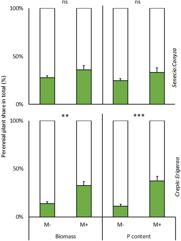 Fraction of shoot dry biomass and phosphorus content of perennial plants (gray bars) paired with weedy annual plants (white bars) as follows: Conyza canadensis-Senecio jacobaea (Senecio:Conyza) and Erigeron annuus–Crepis biennis (Crepis:Erigeron), determined by plant biomass at each cultivation (i.e., the share of resources acquired by the perennial plant on a whole cultivation basis, with the remainder assignable to the weedy annual plant) as affected by mycorrhizal inoculation (M+: mycorrhizal inoculum added; M−: nonmycorrhizal control). Bars represent means accompanied by standard errors (n = 10).