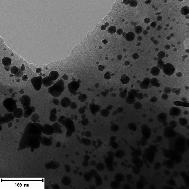 Transmission electron microscopy (TEM) photograph of AuNPs synthesized using Cannabis sativa extract, predominantly showing spherical shapes. The images provide a visual representation of nanoparticle morphologies, with the AuNPs exhibit predominantly spherical shapes, with occasional rod-like or triangular particles