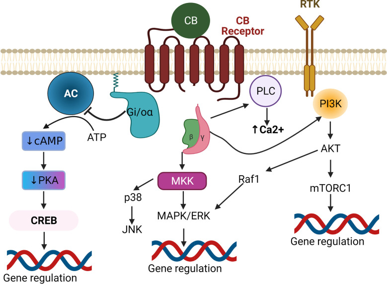Canonical endocannabinoid signaling pathways. Upon binding of a CB ligand to a Gi/o-coupled GPCR, the Gi/o-α receptor subunit gets detached from the βγ subunits. The liberated Gi/o-α inhibits adenylate cyclase (AC) causing subsequent decreases in cAMP-mediated PKA and CREB activation, leading to downregulation of CREB-induced gene expression. The βγ subunits activate either MAPK or PI3K to regulate gene expression. Alternatively, they can also regulate Ca2+ levels via activation of PLC. Inhibition of PKA can also affect other MAPK pathways (not shown). Abbreviations: GPCR, G protein-coupled receptors; AC, Adenylate Cyclase; cAMP, Cyclic adenosine monophosphate; PKA, Protein Kinase A; CREB, cAMP response element-binding protein; MKK, MAP kinase kinase; MAPK, Mitogen-activated protein kinase; ERK, Extracellular signal-related kinase; JNK, c-Jun N-terminal kinase; Raf1, Rapidly Accelerated Fibrosarcoma1; PI3K, Phosphoinositide 3-kinases; Akt, Protein kinase B; mTORC1, mammalian target of rapamycin complex 1; PLC, Phospholipase C.