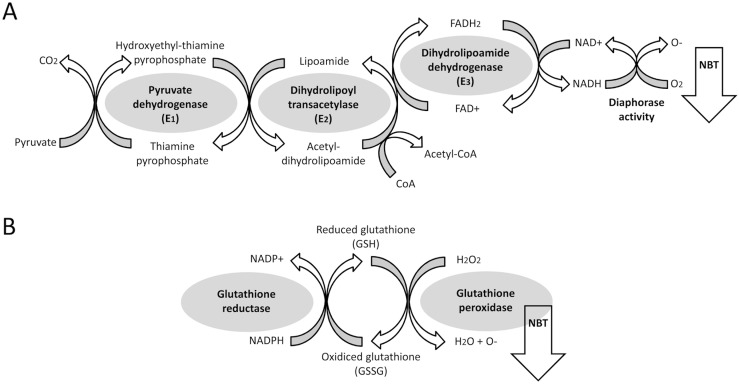 Scheme showing the enzymatic reactions that catalyze the pyruvate dehydrogenase complex, including pyruvate dehydrogenase activity and diaphorase activity of DLD (A) as well as the glutathione reductase/peroxidase activity (B).NBT staining is proportional to O- production from redox activity.