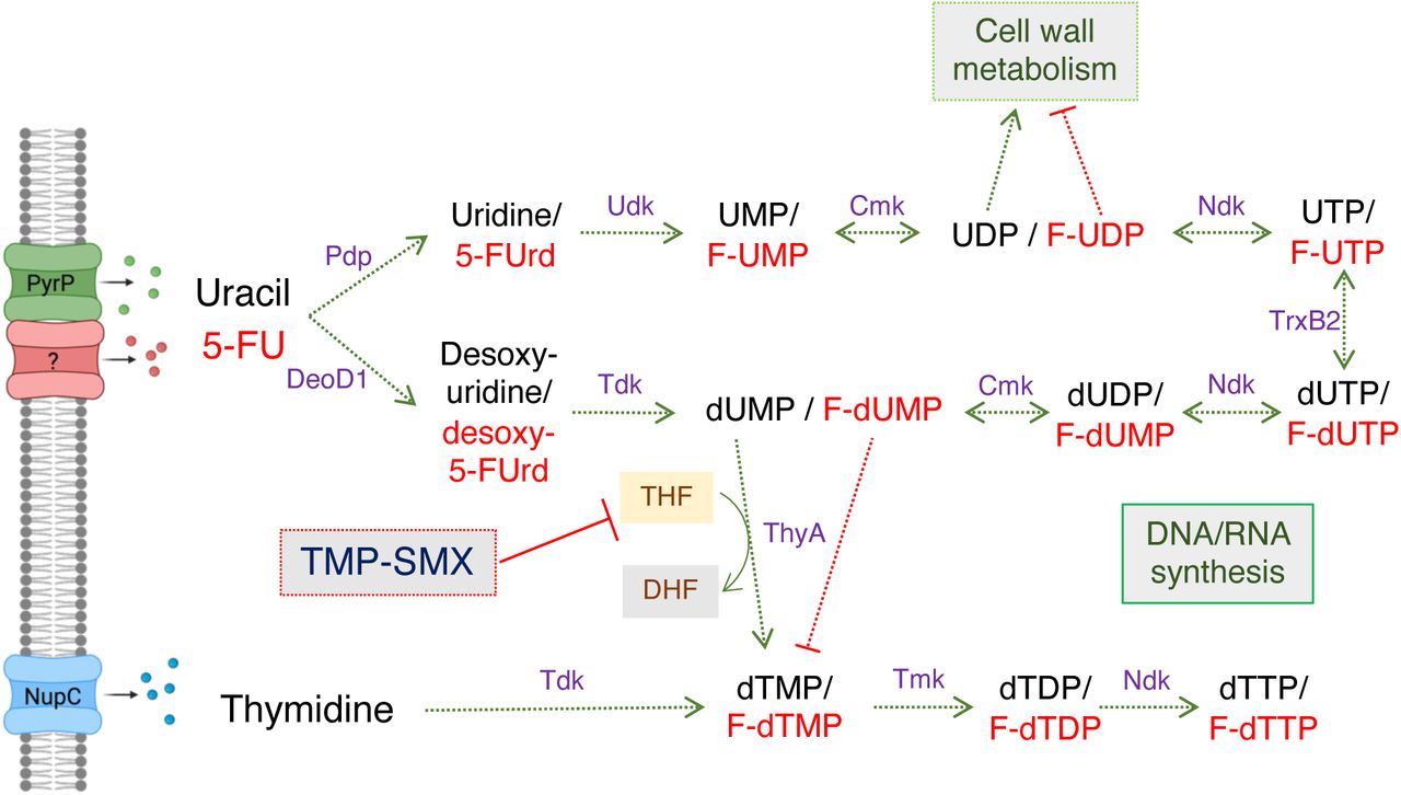 Overview of thymidine, uracil and 5-fluorouracil (5-FU) transport and metabolism including enzymes and intermediates implicated in susceptibility to 5-FU and trimethoprim-sulfamethoxazole (TMP-SMX).The permease PyrP (also known as UraA) has previously been implicated in transport of uracil (11, 12), but the transporter for 5-FU in S. aureus has not yet been identified. Uracil is converted to uridine and desoxy-uridine by Pdp and DeoD1, respectively, before being fluxed to UMP/dUMP, UDP/dUTP and UTP/dUTP. dUMP is converted to dTMP by thymidylate synthase (ThyA) (13) in a reaction requiring tetrahydrofolic acid (THF) as a co-factor, which is converted to dihydrofolic acid (DHF). UDP is an important intermediate in cell wall metabolism, which is adversely affected by the antimetabolite 5-F-UDP. 5-FU exposure leads to the build-up of F-UMP and F-TMP, which interferes with the normal incorporation of UMP and TMP into DNA and RNA, respectively. TMP-SMX inhibits two enzymatic reactions in the folate pathway thereby interfering with the synthesis of THF required for ThyA activity (7). Transport of exogenous thymidine by NupC (7) can bypass ThyA-dependent dTMP production. Figure created using biorender.com.