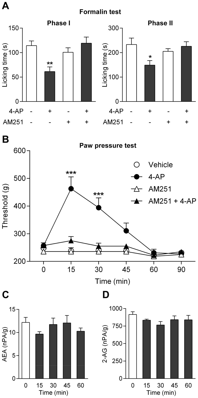 The antinociceptive effect of 4-aminophenol is dependent on cannabinoid CB1 receptors.The cannabinoid CB1 receptor antagonist AM251 (3 mg/kg) prevented the antinociceptive effect of 4-aminophenol (100 mg/kg) in the rat formalin (A; n = 8–11) and paw pressure (B; n = 6–7) tests. However, 4-aminophenol (100 mg/kg) did not affect the global brain levels of the endocannabinoids anandamide (C; n = 6) and 2-arachidonoylglycerol (2-AG; D; n = 6). AM251 and 4-aminophenol were injected by the intraperitoneal route 30 min and 10 min before the behavioural assays, respectively. The contents of endocannabinoids are presented as normalized peak area (nPA) per g protein. *p<0.05, **p<0.01 and ***p<0.001 when compared to vehicle injection, using Mann-Whitney U test (A), repeated measures two-way ANOVA followed by Sidak’s multiple comparisons test (B) or Kruskal-Wallis one-way ANOVA followed by Dunn’s multiple comparisons test (C and D).