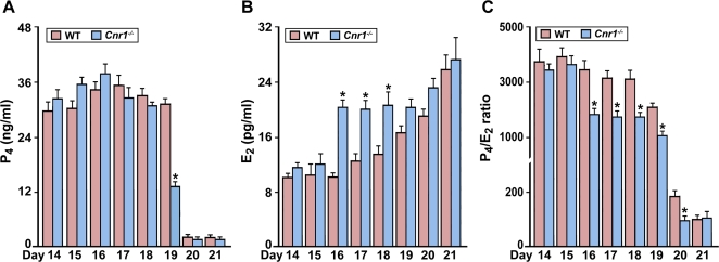 CB1 deficiency alters normal progesterone (P4) and estradiol-17β (E2) levels prior to parturition in mice.Serum P4 and E2 levels were analyzed by radioimmunoassay. While CB1 deficiency induced an early drop in serum P4 levels on day 19 (A), circulating E2 levels were elevated on days 16–18 (B), resulting in a remarkable decrease in P4/E2 ratio prior to labor in Cnr1 −/− females (C) (n = 6–10, *P<0.05).