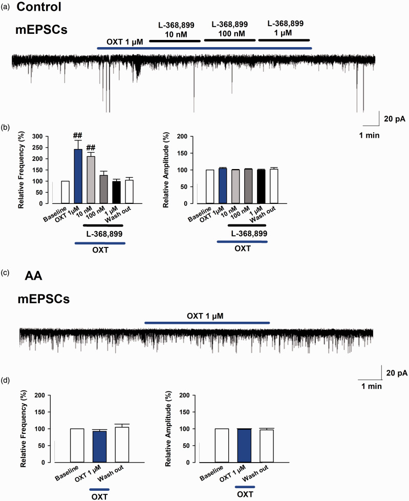Effect of bath application of OXT and L-368,899 on mEPSCs in OXT-mRFP1 neurons in slices from control and AA rats. (a) Example trace of mEPSCs following the application of 1 µM OXT and different doses of L368,899 (10 and 100 nM and 1 µM) on mEPSCs in OXT-mRFP1 neurons in control rats are shown. (b) Summary frequency (left) and amplitude (right) data of 1 µM OXT and different doses of L368,899 (10 and 100 nM and 1 µM) on mEPSCs in OXT-mRFP1 neurons in control rats (each drug group, n = 6 neurons/4 rats). (c) Example trace of mEPSCs following the application of 1 µM OXT on mEPSCs in the OXT-mRFP1 neurons in AA rats. (d) Summary frequency (left) and amplitude (right) data of 1 µM OXT on mEPSCs in the OXT-mRFP1 neurons in the AA rats (each drug group, n = 8 neurons/5 rats). ##p < 0.01 compared with baseline. AA: adjuvant arthritis; OXT: oxytocin; mEPSC: miniature excitatory postsynaptic current.