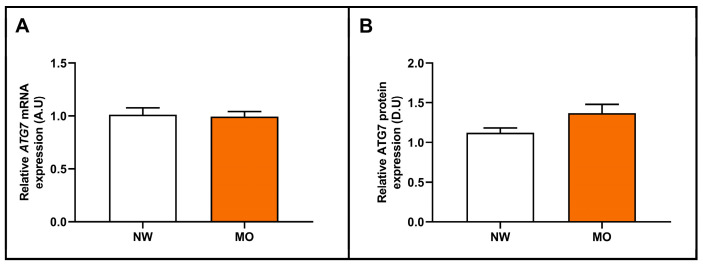 Differential relative ATG7 mRNA (A) and ATG7 protein (B) abundance in liver samples between women with NW and MO. mRNA expression analysis: NW (n = 6) and MO (n = 72); and protein expression analysis: NW (n = 5) and MO (n = 16). NW, normal weight; MO, morbid obesity; ATG7/ATG7, autophagy-related 7 gene/protein; A.U, arbitrary units; D.U, densitometry units. Differences between groups were calculated using the Mann–Whitney test and p < 0.05 was considered statistically significant.