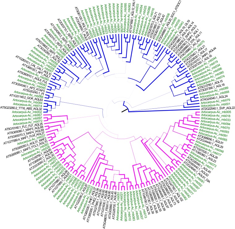 Unrooted maximum-likelihood tree of Arabidopsis MADS-box genes (black) and putative Artocarpus MADS-box genes (green). Branches are color-coded based on Arabidopsis Type I (magenta) and Type II (blue) genes. Branch thickness is proportional to bootstrap support.