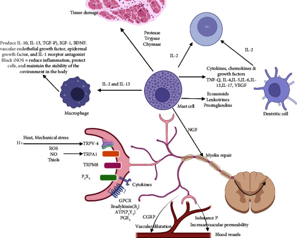 Bidirectional communication between the nervous system and the immune system. Activated neurons release neuropeptides that activate inflammatory cells, and then various cytokines, chemokines, growth factors, leukotrienes, and prostaglandins are released from these inflammatory cells to act on nerve terminals. Substance P release from nerve terminals causes vasodilatation. IL-4 and IL-13 play a role to induce macrophages. Once induced, the macrophages produce various anti-inflammatory cytokines including IL-10, IL-13, and TGF-β, neurotrophic factors (insulin-like growth factor-1 (IGF-1)), brain-derived neurotrophic factor (BDNF), vascular endothelial growth factor, epidermal growth factor, and IL-1 receptor antagonist. Furthermore, macrophages play a role to block iNOS to reduce inflammation, protect cells, and maintain the stability of the environment in the body.
