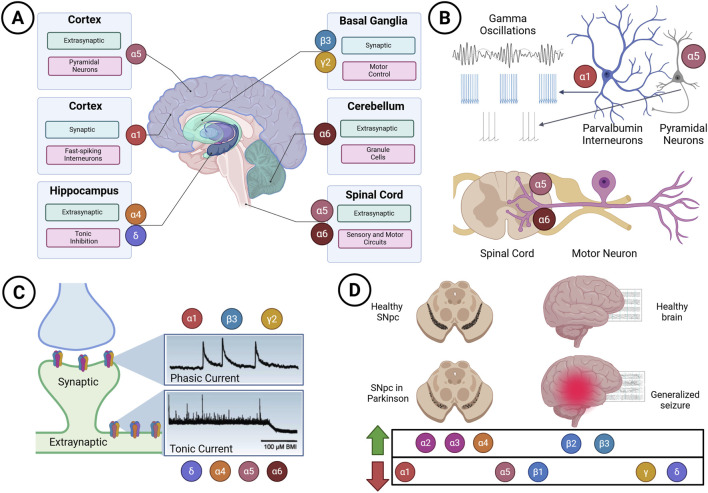 Diagram illustrating neural structures and functions. Panel A highlights different brain regions: cortex, hippocampus, basal ganglia, cerebellum, and spinal cord, mapping neural components like pyramidal neurons and granule cells. Panel B shows gamma oscillations and their association with different neurons, such as pyramidal and parvalbumin interneurons, linking to spinal cord and motor neurons. Panel C depicts synaptic and extrasynaptic currents with phasic and tonic activity. Panel D compares healthy substantia nigra pars compacta (SNpc) brain sections to those with Parkinson’s, indicating increased activity in certain neuron types during generalized seizures.