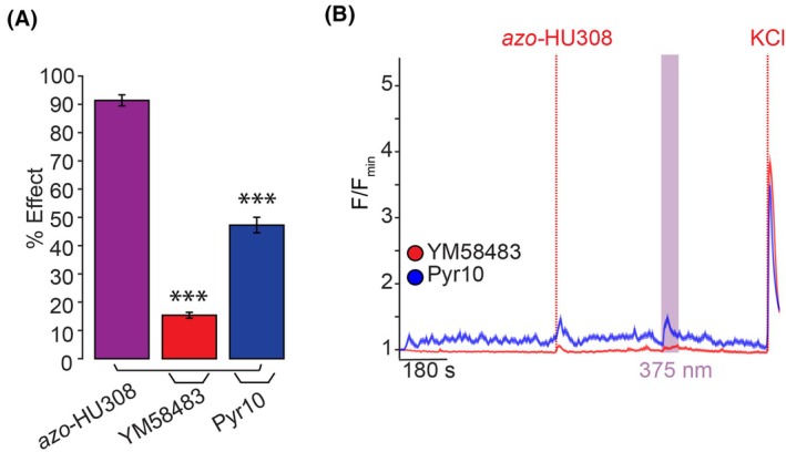 TRPC channels are a target for azo‐HU308 in INS‐1 cells. INS‐1 cells were transfected with R‐GECO and Ca2+ levels recorded by confocal microscopy. Azo‐HU308 (20 μm) was applied in conjunction with TRPC channel antagonists. (A) Summary bar graph showing that TRPC channel inhibitors YM58483 (20 μm; N = 174, T = 4) and Pyr10 (15 μm; N = 200, T = 4) significantly reduced the photoswitching effect of azo‐HU308. (B) Averaged Ca2+ trace showing that treatment with the TRPC3 and TRPC5 inhibitor YM58483 (red) eliminated the Ca2+ photoswitching response, while the TRPC3‐selective antagonist Pyr10 (blue) reduced the Ca2+ photoswitching response by ~ 50%. Shaded error bars = mean ± SEM. *P < 0.05, **P < 0.01, ***P < 0.001, ns, not significant. Student's t‐test.