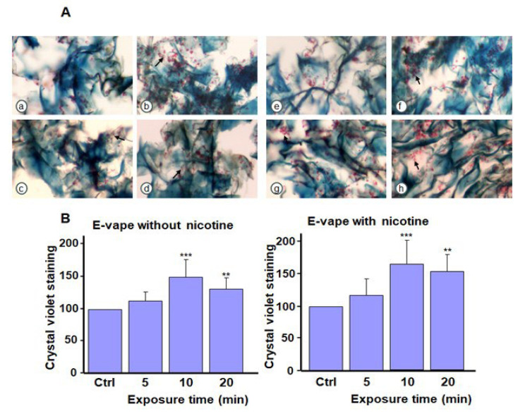 Biofilm formation by Candida albicans after exposure to e-cigarette aerosol with 10% tetrahydrocannabinol (THC) and with or without nicotine. The cells were exposed to e-cigarette aerosol twice a day for 3 days and then subjected to (A) Masson’s trichrome and (B) crystal violet staining. For each panel, (a,e) show the control (no exposure), (b,f) show exposure for 5 min, (c,g) show exposure for 10 min, and (d,h) show exposure for 20 min. Note that (b–d) refer to e-cigarette aerosol with 10% THC but without nicotine, and (f–h) refer to e-cigarette aerosol with 10% THC and nicotine. The arrows showed C. albicans cell accumulation in the biofilms. ** p < 0.01 and *** p < 0.001 when comparing exposure to e-cigarette aerosol to no exposure (n = 4).