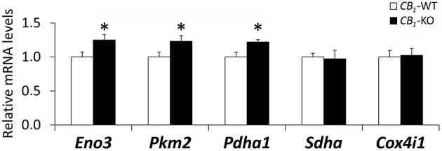 Gene expression of Eno3, Pkm2, Pdha1, Sdha and Cox4i1 in the striated muscle of CB1-WT and CB1-KO mice. Student's t-test (n = 6): *P < 0.05 vs. wild-type.