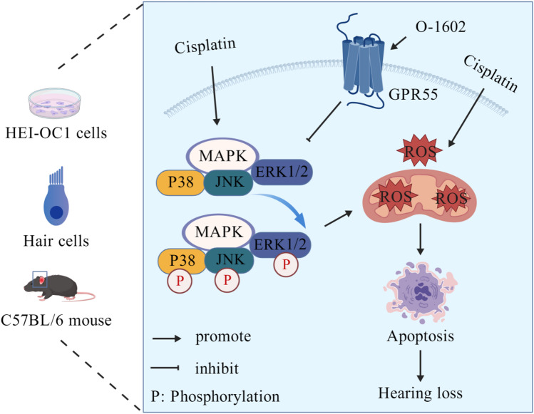 Schematic of GPR55 function in preventing hearing damage caused by CDDP. Activation of GPR55 by O-1602 protected against CDDP-induced ototoxicity in HEI-OC1 cells, HCs within cochlear explants, and in vivo mouse models by inhibiting the MAPK pathway.
