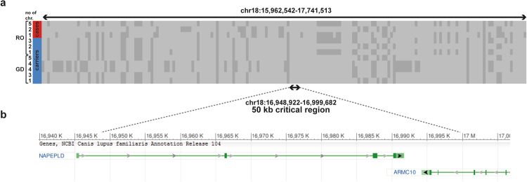 Across breed haplotype analysis in Rottweilers and Great Danes indicates an old mutation event. (a) Diverse haplotypes were detected exploring SNP array genotypes of four LEMP-affected Rottweilers (RO) and 23 heterozygous carriers of the NAPEPLD frameshift variant in Rottweilers and Great Danes (GD). Each line represents a unique haplotype. (b) A 50 kb-sized identical haplotype in all dogs contains segments of the canine NAPEPLD and ARMC10 genes.