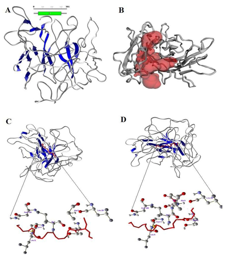 (A) Structure of CB2 with sheets (blue color) (B) Active site of CB2 in red color pocket in the structure (C) Docking of 2-AG (red color) and Amino acids of CB2 involved in docking with 2-AG. (D) Docking of AEA (red color) with CB2 and Amino acids of CB2 involved in docking with AEA.
