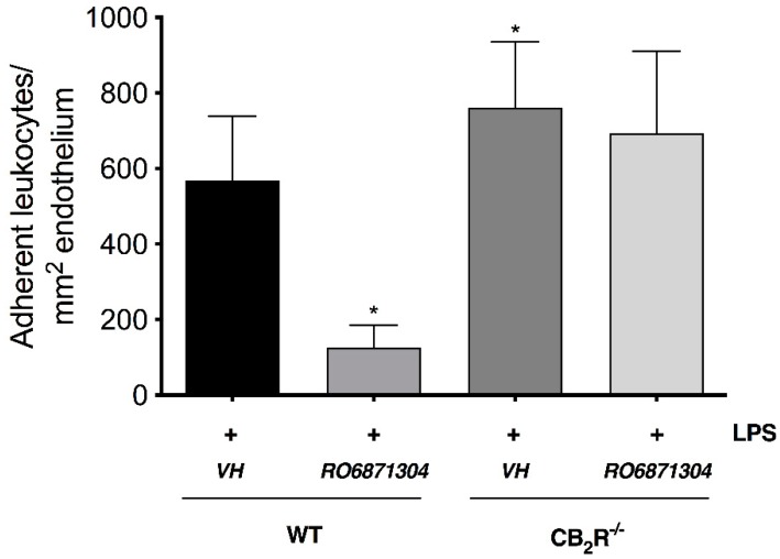 RO6871304 exerts its anti-inflammatory effects through CB2R. CB2R-/- mice with EIU exhibit increased iridial leukocyte-endothelial adhesion compared to wild-type (WT). Bar graph represents the mean number of adherent leukocytes in WT or CB2R-/- mice 6 h following intravitreal injection of LPS and topical treatment with either vehicle (Tocrisolve, n = 7) or RO6871304 (1.5% w/v; n = 6). Data are presented as mean ± SD. One-way ANOVA with Dunnett; * p < 0.05 compared to LPS + vehicle in WT mice.