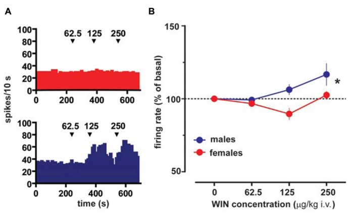 Sex specific effect of the cannabinoid receptor agonist WIN55212-2 on VTA DA neuron firing rate. (A) Effect produced by cumulative doses of WIN on a VTA DA neuron recorded from a female (top) and a male (bottom) LH rat. Arrows indicate the time of injection. Numbers above arrows indicate the dosages expressed in μg/kg i.v. Note the lack of stimulating effect of WIN in a female LH rat VTA DA neuron. (B) Dose–response curves depicting the sex specific stimulating effect of cumulative doses of WIN (n = 8 for both sexes) on the firing rate of VTA DA neurons in LH rats. Data (mean ± SEM) are expressed as percentages of basal firing rate. *P < 0.05 with respect to pre-drug level (two-way ANOVA followed by Dunnett’s test).
