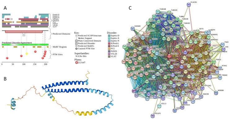 Functional disorder analysis of human CHMP2B (Q9UQN3). (A) Functional disorder profile generated by D2P2. (B) 3D structural model generated by AlphaFold. (C) CHMP2B-centered PPI network generated by STRING. This network was generated using medium confidence level of 0.4.