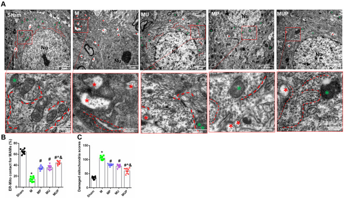 Effects of URB597 and 4-PBA on CCH-induced ultrastructural changes of MAMs. A Representative ultrastructure of hippocampal neurons in different groups. Neurons with normal neuron nuclei and the ER and mitochondria in the Sham group were found. There were many coupling MAM regions between mitochondria and ER with normal morphology. Ultrastructural deterioration of mitochondria, the ER, and MAM regions were induced by CCH. The number of organelles decreased significantly. Swollen mitochondria and ER with disrupted MAMs. Ultrastructural changes after chronic treatment with URB and 4-PBA involved reduced degenerated organelles, slightly swollen mitochondria, normal ER, and improved MAMs in structure and quantity. B–C Quantitative analysis of MAMs and mitochondria injury. Nu: nucleus. Red dotted lines: ER; green asterisk: normal mitochondria; red asterisk: abnormal mitochondria. *p < 0.05 vs. Sham; #p < 0.05 νs. M, ^p < 0.05 νs. MP, &p < 0.05 νs. MU (n = 4)