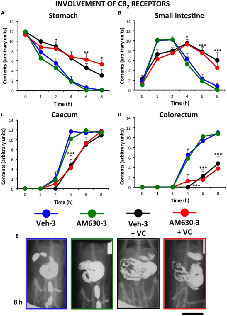 Effect of the CB2 antagonist AM630 on the alterations induced by vincristine on gastrointestinal motor function in the rat. Gastrointestinal motor function was evaluated by radiological methods (see text) in: (A) stomach (gastric emptying); (B) small intestine; (C) caecum and (D) colorectum. Rats received saline (1–2 ml/kg) or vincristine at 0.5 mg/kg (VC). The cannabinoid vehicle (Veh-3) or AM630 (AM630-3) were administered thrice (before, 12 and 24 h after saline or vincristine administration). Barium sulfate (2.5 ml, 2 g/ml) was intragastrically administered 24 h after saline or vincristine administration and X-rays were taken 0–8 h after. Data represent mean ± SEM. *p < 0.05, **p < 0.01, ***p < 0.001 vs. Veh-3 (two-way ANOVA followed by post-hoc Bonferroni multiple comparison test). n = 8 each group. (E) Representative images of the different treatments 8 h after contrast. Scale bar: 30 mm.