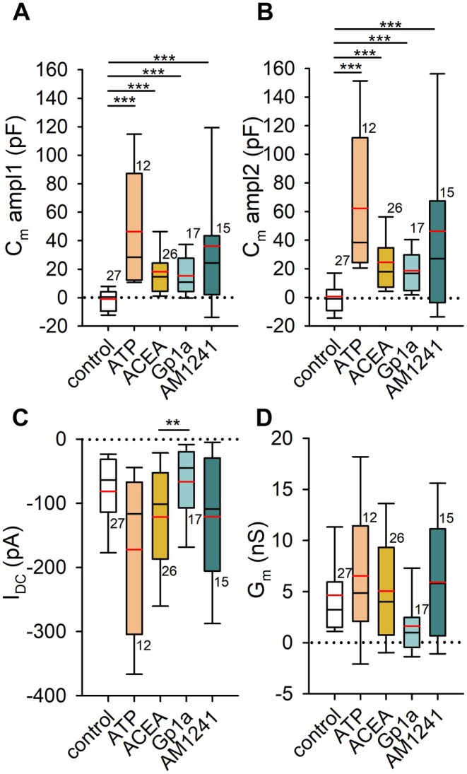 Cannabinoid receptor agonist stimulation increases astrocyte membrane capacitance (C m). (A, B) C m measured in pF after the addition of extracellular solution (negative control), 1 mM ATP (positive control), 1 μM ACEA (CB1R agonist), 1 μM Gp1a and 1 μM A M1241 (CB2R‐biased ligands). Measurements were taken at two time points: 200 s (ampl1, A) and 300 s (ampl2, B). Both ATP and cannabinoid receptor agonists induced a statistically significant increase in C m (***p ≤ 0.001). The number of cells (on separate coverslips) analyzed is indicated next to the boxplots. (C) Current (I DC) across the plasma membrane was not significantly affected by cannabinoid receptor agonists, whereas ATP stimulation led to a significant increase in inward current amplitude (−172.23 ± 35.80 pA) compared with stimulation by 1 μM Gp1a (−66.16 ± 13.68 pA, **p = 0.033; Kruskal–Wallis one‐way ANOVA, H = 10.50, df = 4, Dunn's post hoc test, Q = 2.87). Black horizontal lines indicate mean current amplitudes, while red horizontal lines denote median values. The number of cells (on separate coverslips) analyzed is shown next to the boxplots. Amplitudes were measured between 250 and 300 s of recordings. (D) Membrane conductance (G m) was not significantly different between the tested groups.