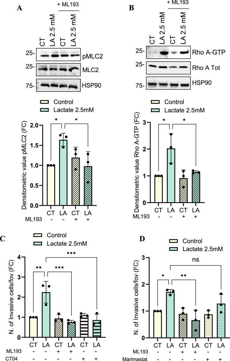 Lactate-mediated activation of GPR55 promotes the amoeboid motility in DU145 cells via RhoA/MLC2 signaling. A Total protein lysates from DU145 cells treated with 2.5 mM lactate for 15 min ± ML193 (5 µM) were subjected to WB analysis for evaluating pMLC2 and total MLC2 protein levels. HSP90 was used as housekeeping protein. B WB analysis of GTP-bound RhoA was performed as described in Method section. GTP-Rho levels were normalized on total Rho and HSP90 proteins. C 5 × 104 DU145 cells, treated with 2.5 mM lactate for 48 h and administered with CT04 (1 μg/mL) or ML193 (5 μM), D or with Marimastat (10 μM) or ML193 (5 μM), as described in the Method section, were allowed to invade through matrigel-coated transwell chambers for 16 h. All data are represented as the mean ± SEM of n = 3 experiments. One-way ANOVA following Tukey’s corrected (A-E). * p < 0.05; ** p < 0.01; ***p < 0.001