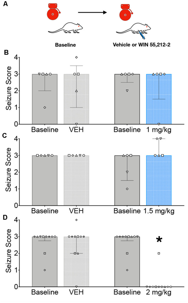 Systemic administration of the CB1/2 receptor agonist, WIN 55,212-2 (WIN) attenuates audiogenic seizures in genetically epilepsy-prone rats (GEPRs). (A) Schematic of the testing scheme; animals were tested with a baseline test session before a vehicle-treated session. On a separate day, animals were tested on a baseline session and then with one of three doses of WIN. The testing order was counterbalanced across subjects. (B) Against audiogenic seizures (AGS) scores showing baseline sessions and comparing vehicle (left) and 1 mg/kg WIN (right). (C) AGS scores showing baseline sessions and comparing vehicle (left) and 1.5 mg/kg WIN (right). (D) AGS scores showing baseline sessions and comparing vehicle (left) and 2 mg/kg (right). Bars indicate median and interquartile range, symbols show individual subjects. *p < 0.05, according to Friedman test followed by Dunn’s post hoc test.