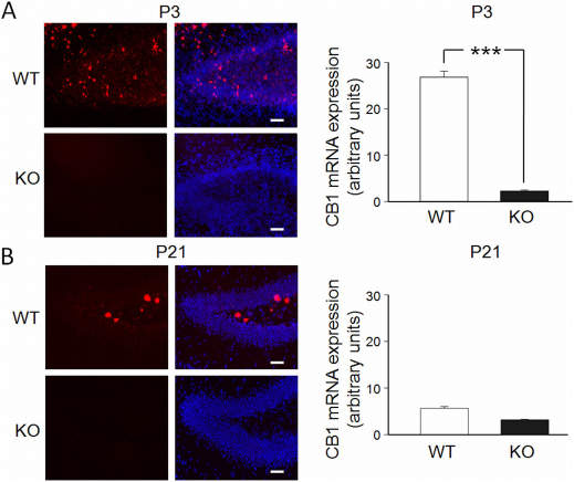 Developmentally-regulated expression of CB1 mRNA in the granule cell layer of the dentate gyrus.(A) and (B) On the left, photomicrographs representing CB1 mRNA staining (red) alone or together with DAPI nuclear counterstaining (blue) in the dentate gyrus of WT and CB1-KO mice at P3 (A) and at P21 (B) animals. Cal. bar: 20 μm. On the right, Each column represents the averaged value of CB1 mRNA expression obtained in 4-8 sections corresponding to dorsal DG of WT or CB1-KO mice at P3 and at P21 (2 mice per group; see methods). ***p<0.001.