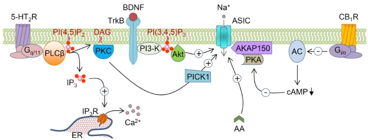 ASICs are regulated by signal transduction pathways. 5-HT2 receptors activate PLCβ through the heterotrimeric Gq/11 proteins. PLCβ hydrolyzes membrane PI(4,5)P2 to two second messengers, IP3 and DAG. IP3 releases Ca2+ from the internal Ca2+ stores in ER. DAG activates PKC, which enhances the activity of ASICs by interaction with PICK1. CB1 receptors inhibit ASICs via suppression of AC/cAMP pathway. AC is inhibited by the heterotrimeric Gi/o proteins, and inhibition of AC leads to reduction of the cAMP levels, which in turn inhibits binding of PKA to AKAP150. TrkB activates PI3-K, and enhances the membrane expression of ASICs through Akt proteins. Arachidonic acid directly potentiates the amplitude of ASIC currents. Abbreviations: ASICs: Acid-sensing ion channels, 5-HT2R: 5-HT2 receptor, CB1R: Cannabinoid-1 receptor, PLCβ: phospholipase C β, PI(4,5)P2: phosphatidylinositol 4,5-bisphosphate, PI(3,4,5)P3: phosphatidylinositol 3,4,5-trisphosphate, IP3: inositol 1,4,5-trisphosphate, IP3R: inositol 1,4,5-trisphosphate receptor, DAG: diacylglycerol, PKC: protein kinase C, PICK1: protein interacting with C-kinase, ER: endoplasmic reticulum, AC: adenylyl cyclase, cAMP: cyclic AMP, PKA: protein kinase A, AKAP150: A-kinase anchoring protein 150, TrkB: tropomyosin-related kinase B, BDNF: brain-derived neurotrophic factor, PI3-K: phosphatidylinositol 3-kinase, Akt: protein kinase B, AA: arachidonic acid.