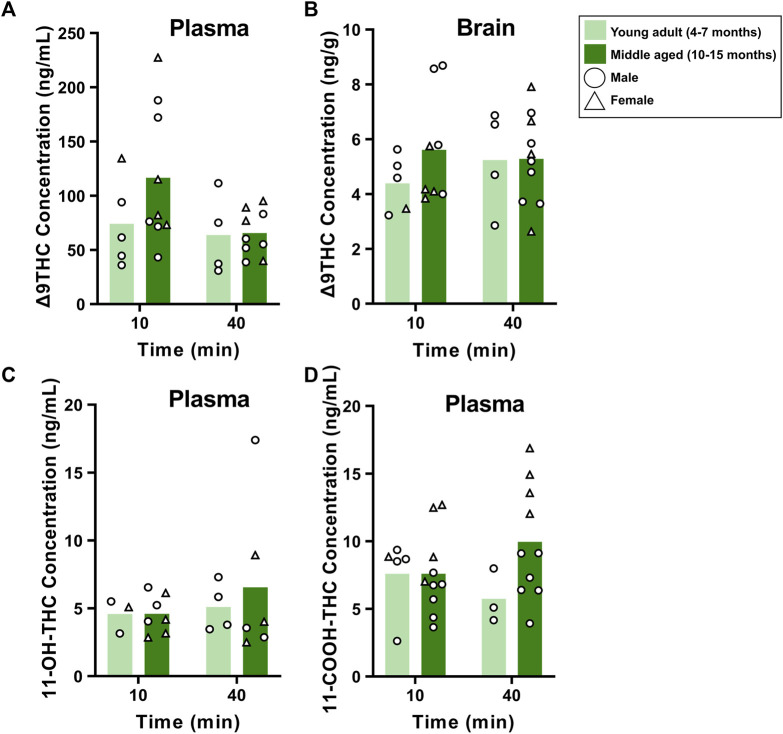 Effects of age on Δ9THC and its metabolite concentrations after smoke exposure in young adult and middle aged FVB mice (Experiment 2). There were no main effects of Age or Age × Time interactions on plasma Δ9THC (A), brain Δ9THC (B), or plasma metabolite concentrations (C, D).