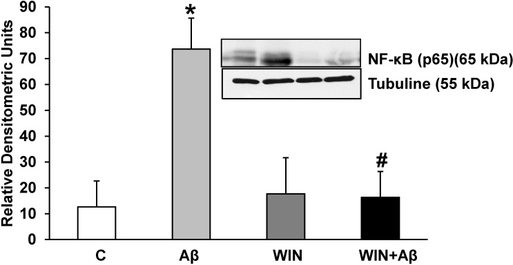 p65 protein expression.WIN 55, 212–2 prevents p65 expression induced by Aβ1–42 in astrocytes in primary culture. p65 and α-tubulin expressions were determined by Western-blot in astrocytes treated for 24 h with 10 μM Aβ40–1 (control peptide, C), 10 μM Aβ1–42 (Aβ), 10 μM WIN + 10 µM control peptide (WIN) and 10 μM WIN + 10 μM Aβ1–42 (WIN + Aβ). A representative immunoblot of each protein is shown and tubulin was used as control amount of protein. Data are means ± SD of 5 independent experiments. *p<0.05 vs control cells. #p<0.05 vs Aβ1–42.