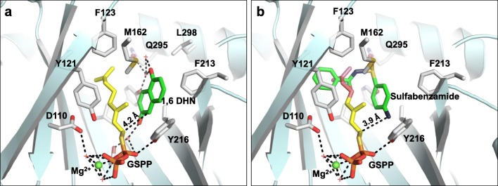 a Active site structure of NphB bound to 1,6-DHN and GSPP (PDB ID: 1ZB6, Kuzuyama et al. 2005). b A docked model of the NphB active site containing sulfabenzamide with its amine group within hydrogen bonding distance (3.9 Å) of C1′ of GSPP. The C1′–C5′ of GSPP are colored yellow, while the C6′–C10′ are colored magenta